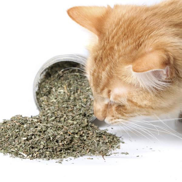 Imagen de Yerba Gatera
